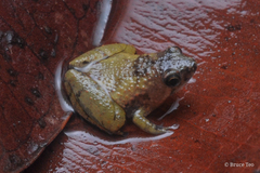 Microhyla nepenthicola