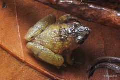 Microhyla nepenthicola