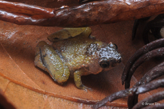 Microhyla nepenthicola