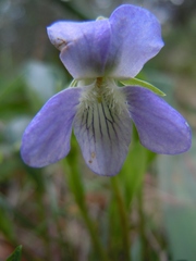 Viola lactea