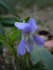 Viola lactea