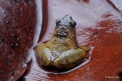 Microhyla nepenthicola