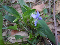 Viola lactea