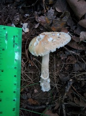 Amanita eliae