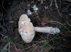 Amanita eliae