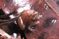 Microhyla nepenthicola