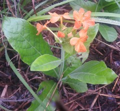 Crossandra greenstockii