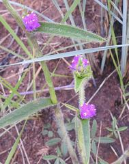 Cyanotis speciosa
