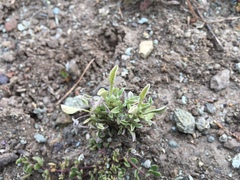 Hesperevax sparsiflora