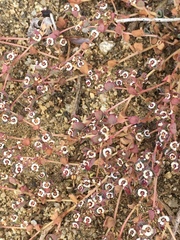 Euphorbia polycarpa polycarpa