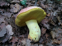 Butyriboletus regius
