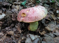 Butyriboletus regius
