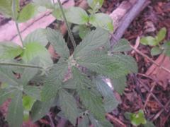 Cyphostemma simulans