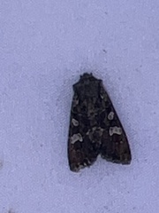 Mniotype albostigmata