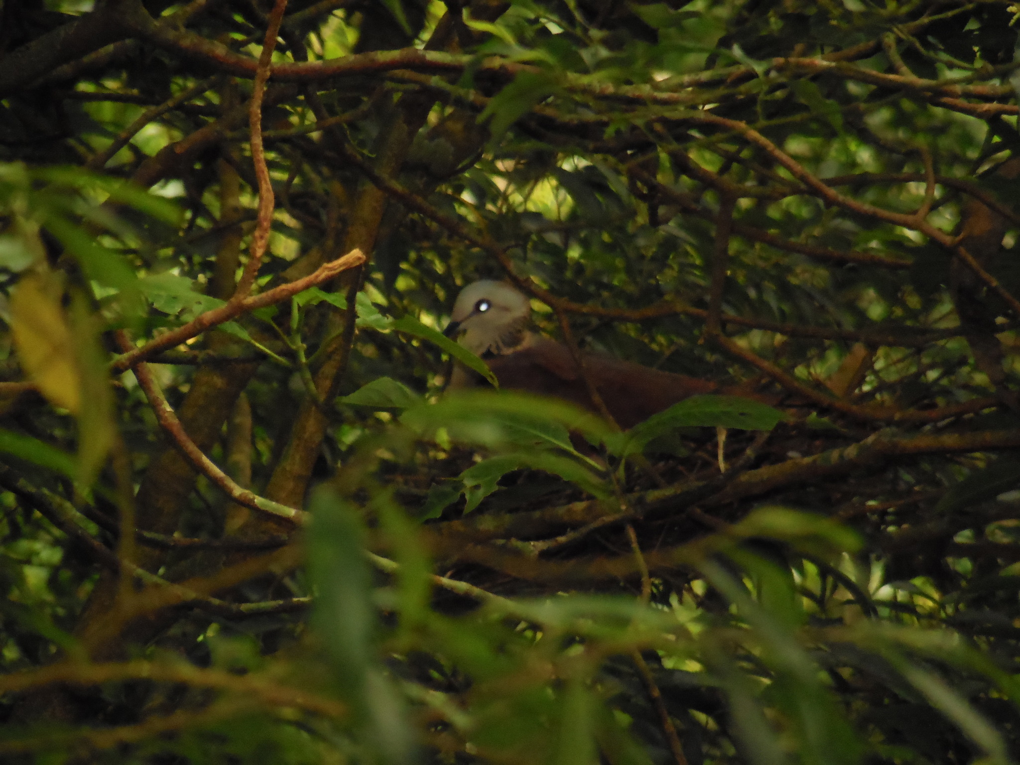 White-faced Quail-Dove (Zentrygon albifacies), photo 2