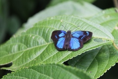 Paches loxus gloriosus