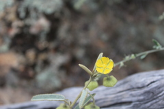 Sida calyxhymenia