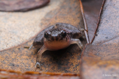 Microhyla nepenthicola