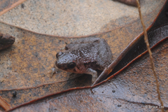 Microhyla nepenthicola