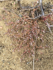 Euphorbia polycarpa polycarpa