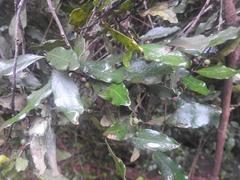 Euclea natalensis natalensis