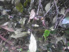 Euclea natalensis natalensis