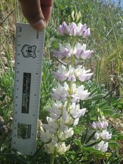 Lupinus densiflorus