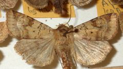 Diarsia mendica
