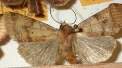 Diarsia mendica