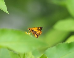 Ampittia dioscorides camertes
