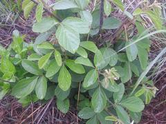 Flemingia grahamiana