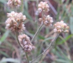 Gamochaeta antillana