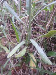 Gamochaeta antillana