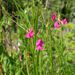 Grass Vetchling - Photo (c) Bastiaan, some rights reserved (CC BY-NC-ND)