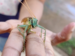 Eugryllacris panteli