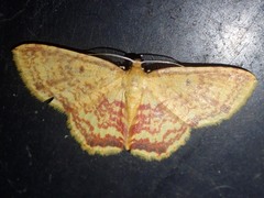 Eois lunulosa
