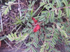 Indigofera sanguinea