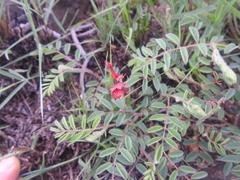 Indigofera sanguinea