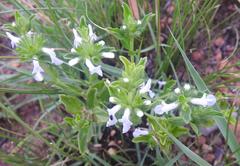 Leucas sexdentata