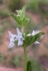 Leucas sexdentata