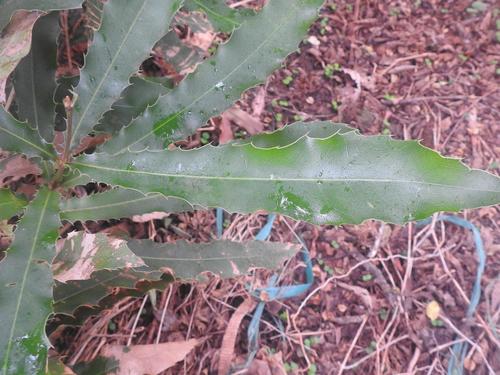 Macadamia integrifolia