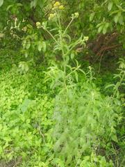 Nidorella auriculata