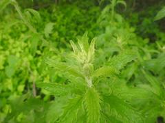 Nidorella auriculata