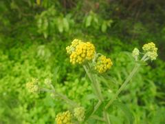 Nidorella auriculata