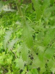 Nidorella auriculata