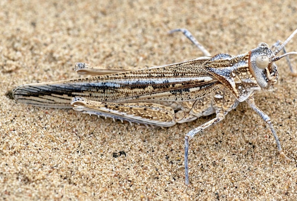 Strumiger desertorum