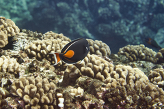 Acanthurus achilles