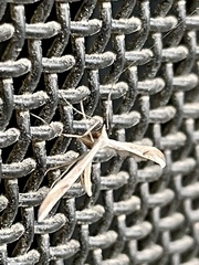 Platyptilia celidotus