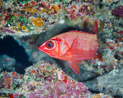 Sargocentron tiere
