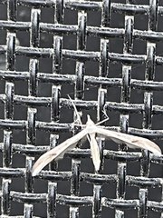 Platyptilia celidotus